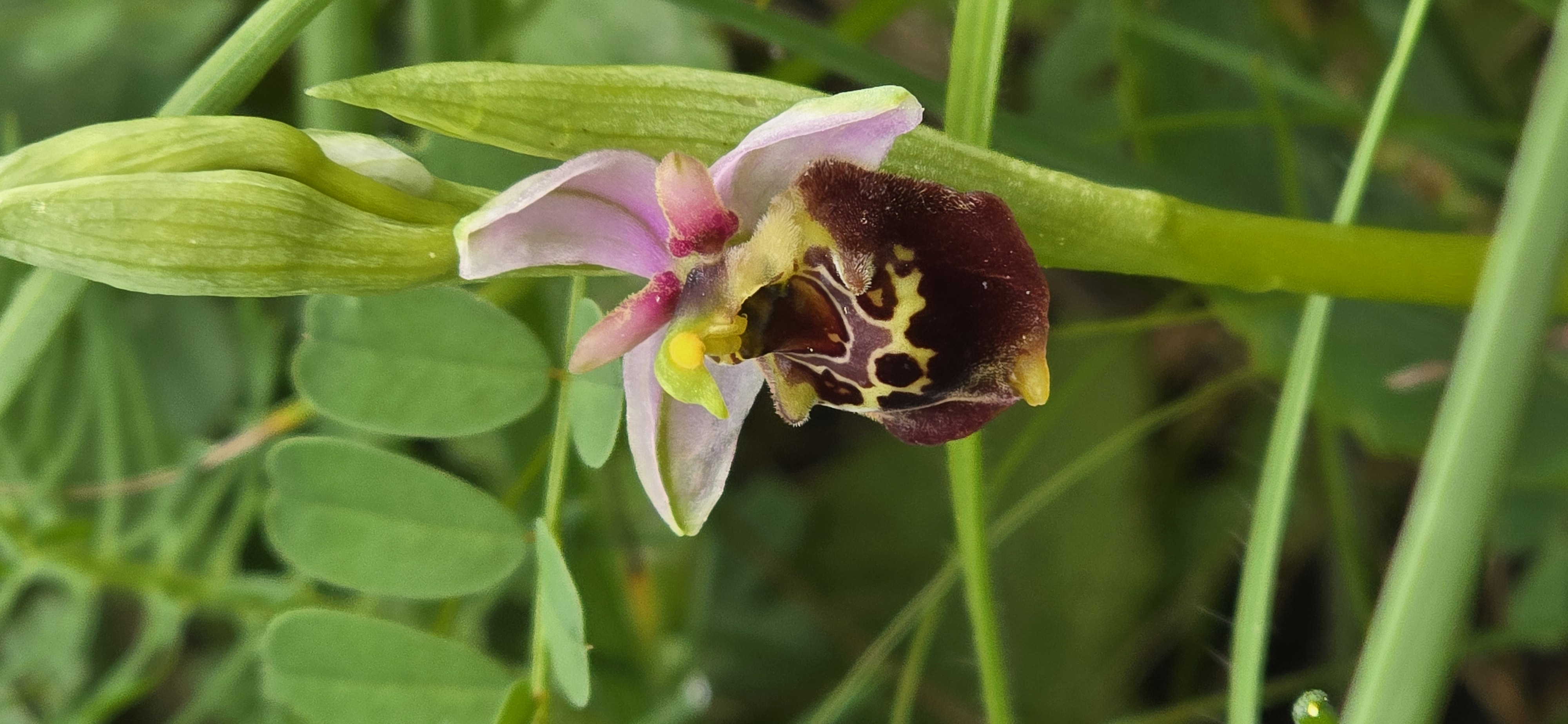 Orchidee