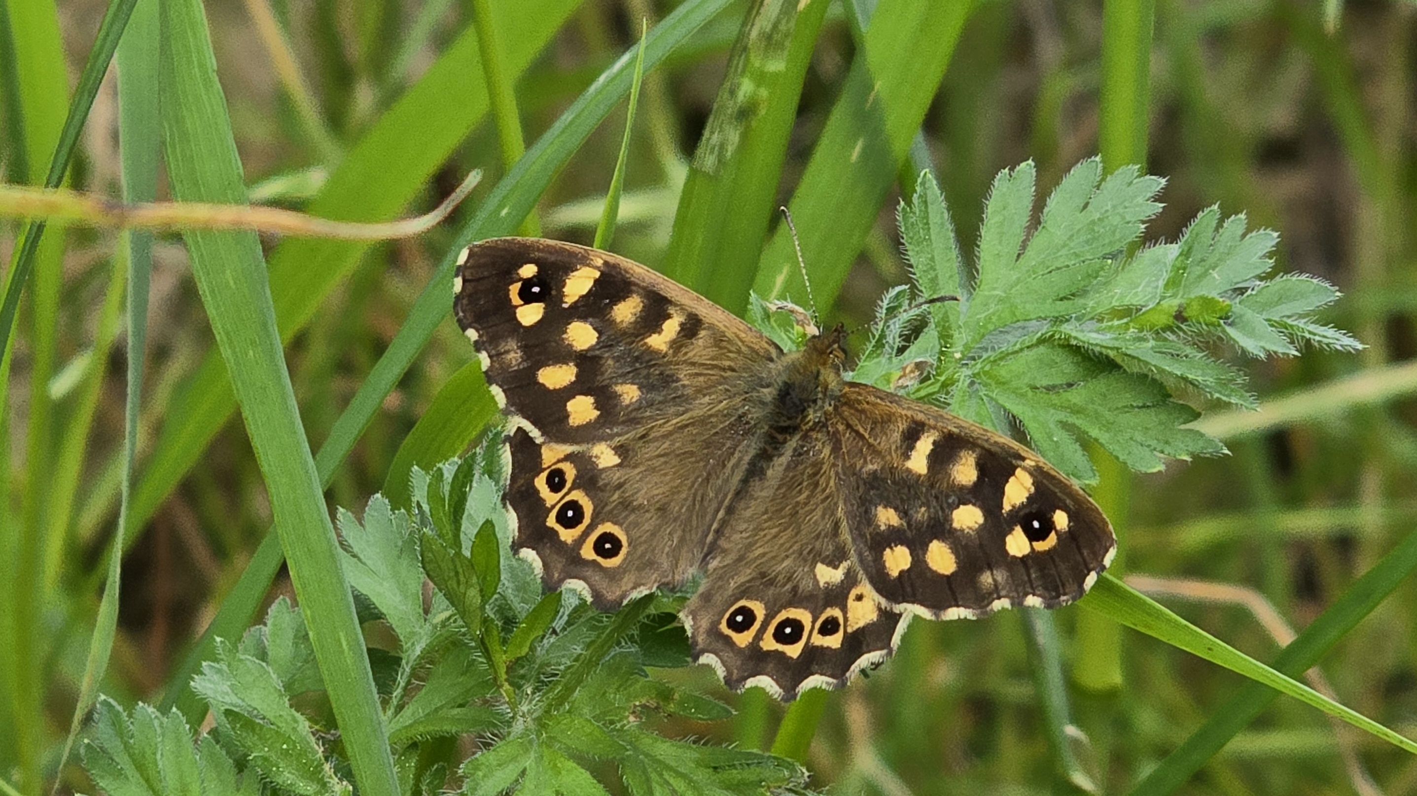 Schmetterling