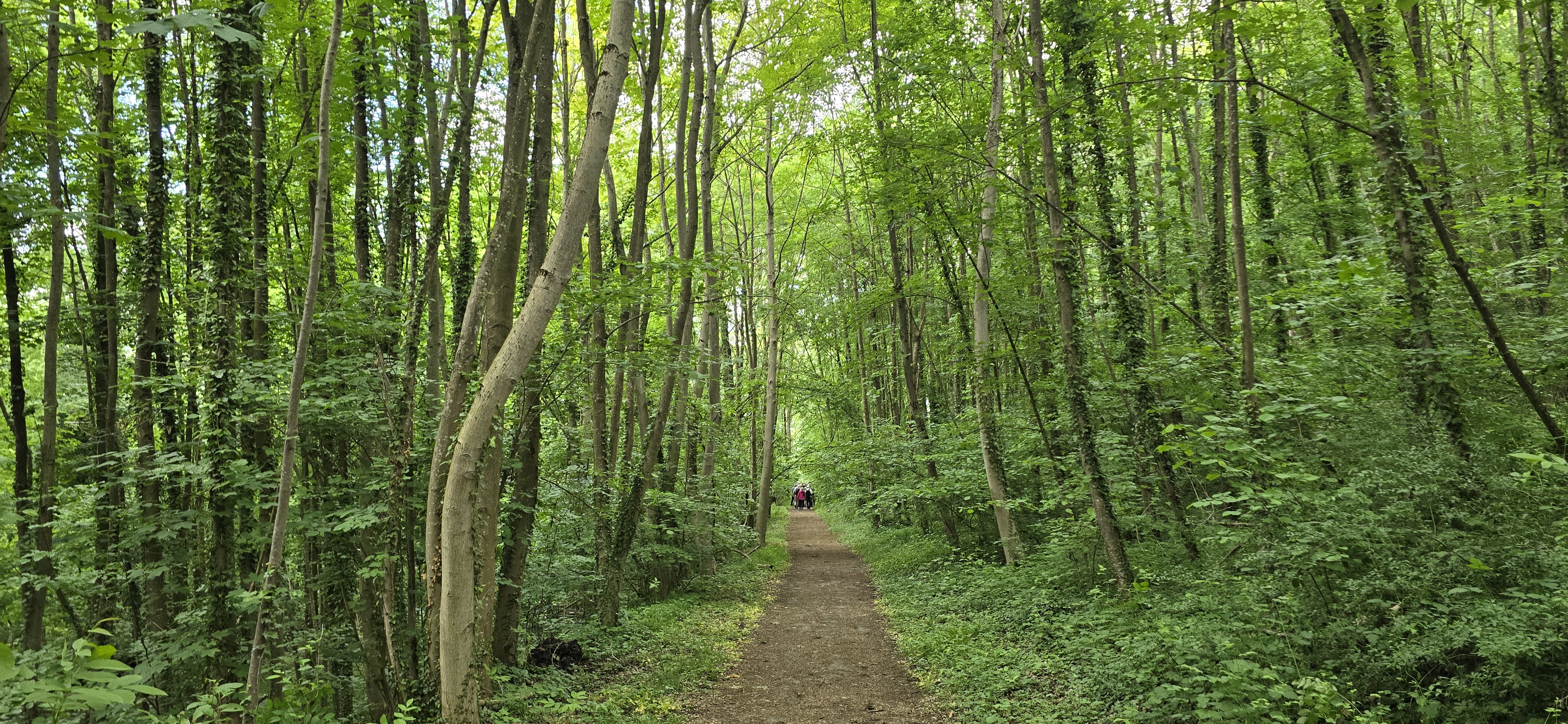 Waldweg
