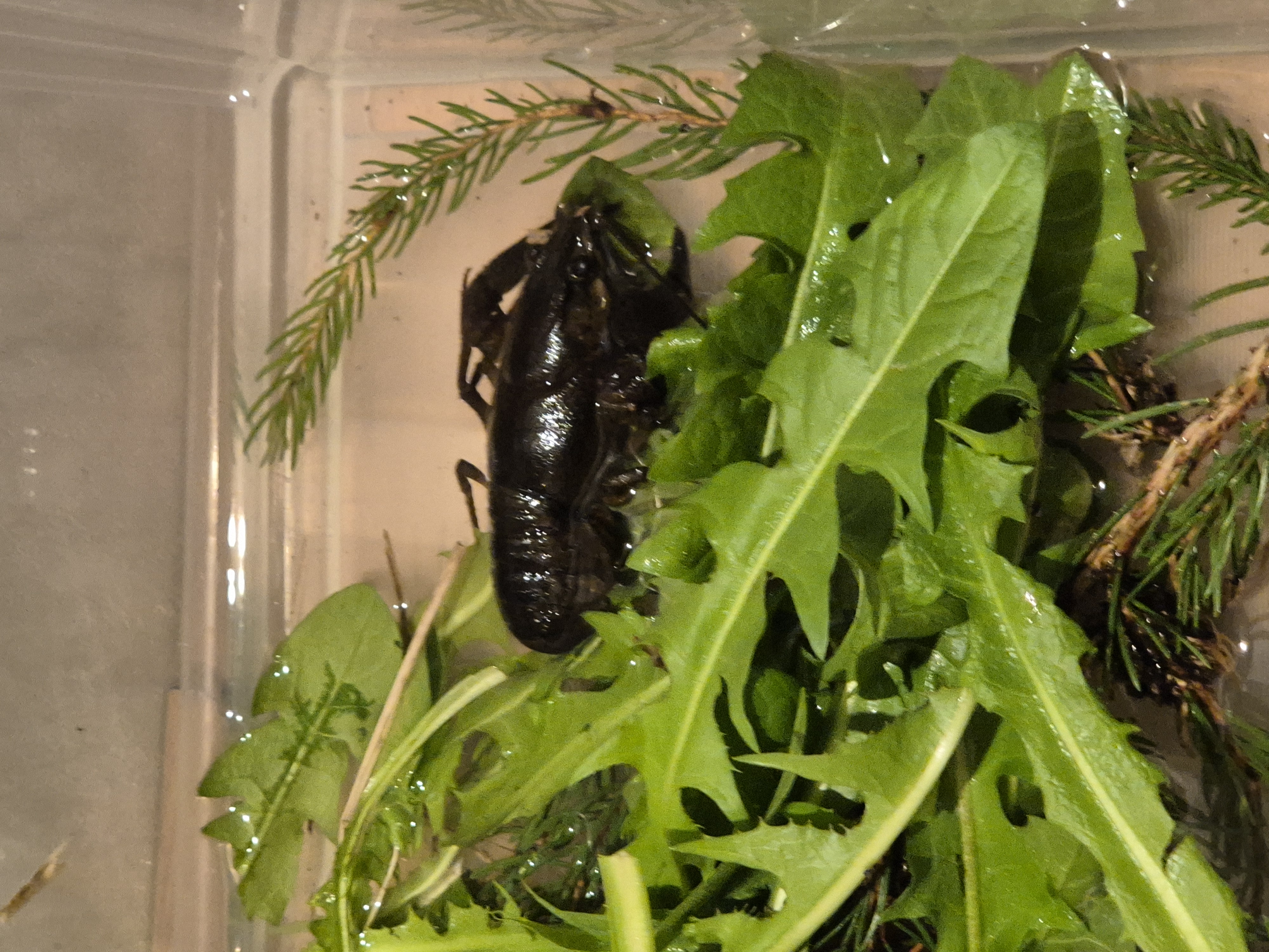 lebender Edelkrebs aus dem Egolzwilersee