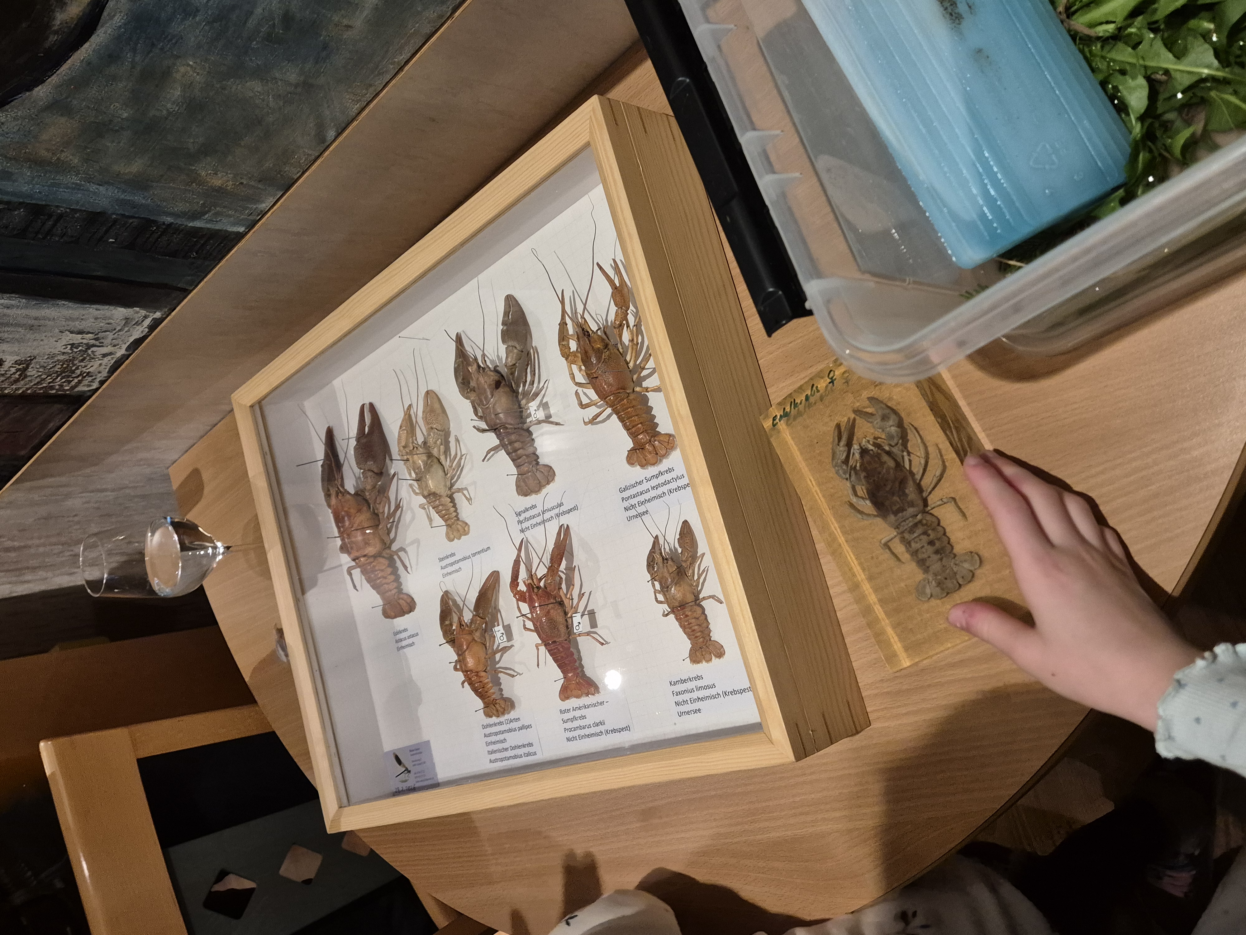 Präparate der heimischen Krebsarten.