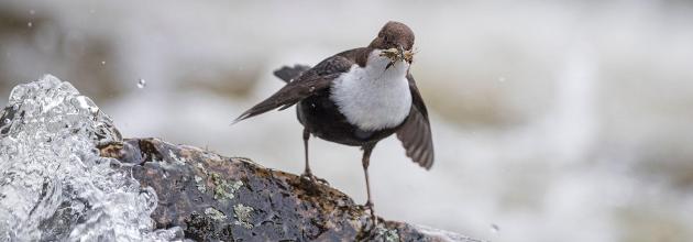 Wasseramsel