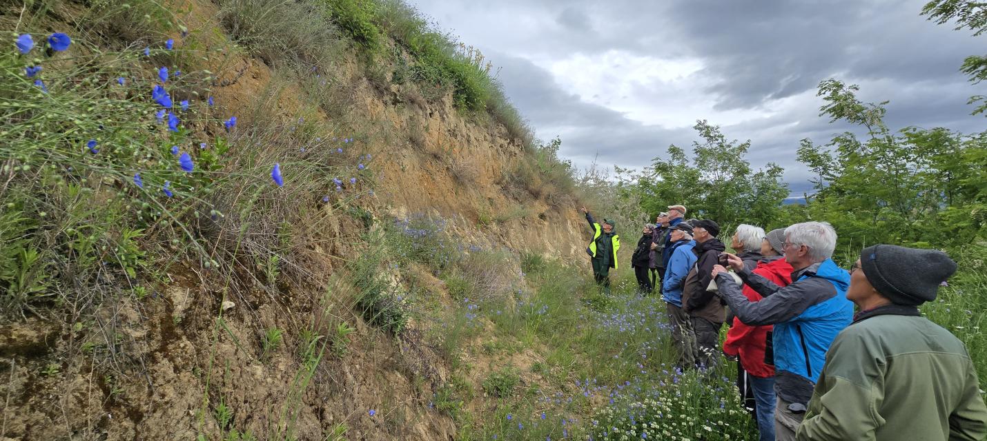 Lösswand Nistort für Bienenfresser