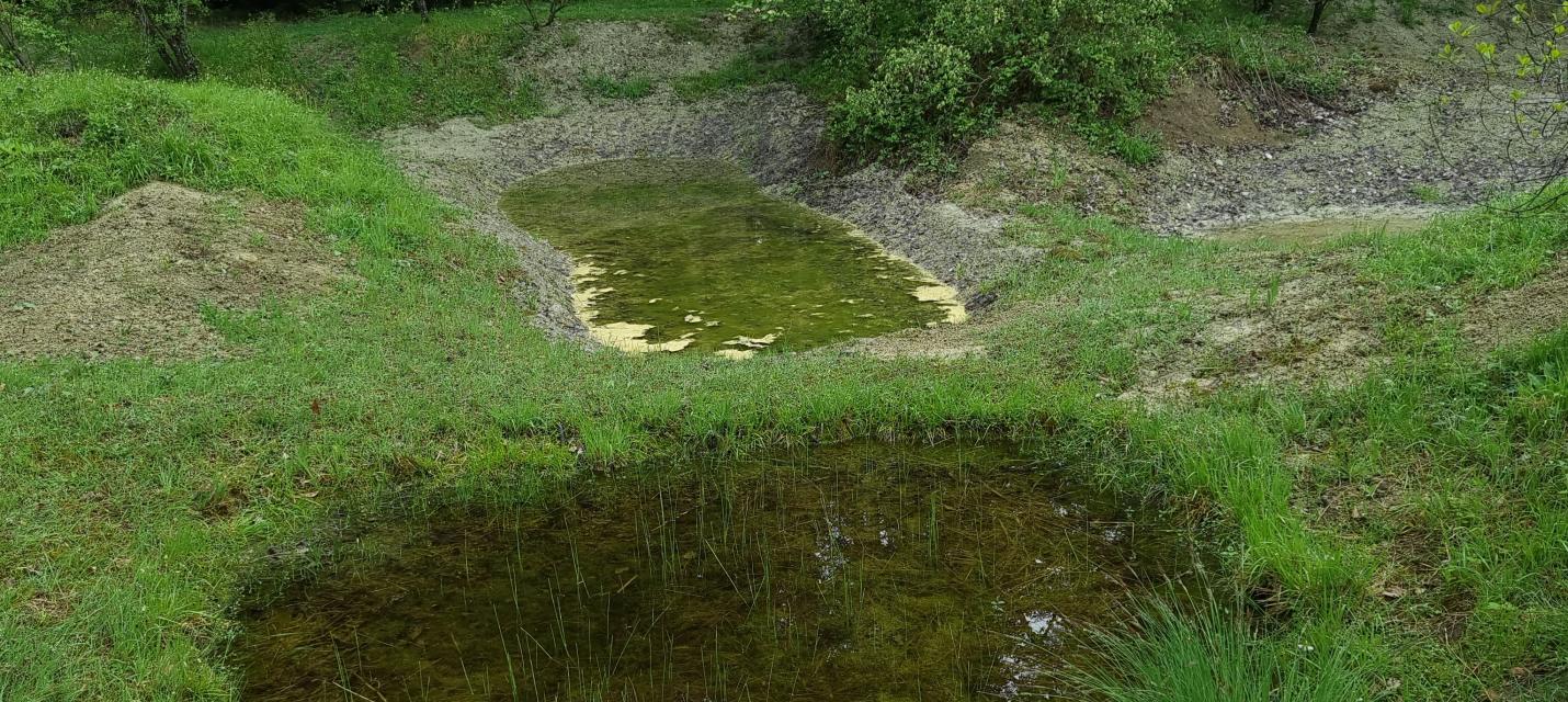 Vorne ein alter Teich, hinten einer mit neuem Lehmbett 