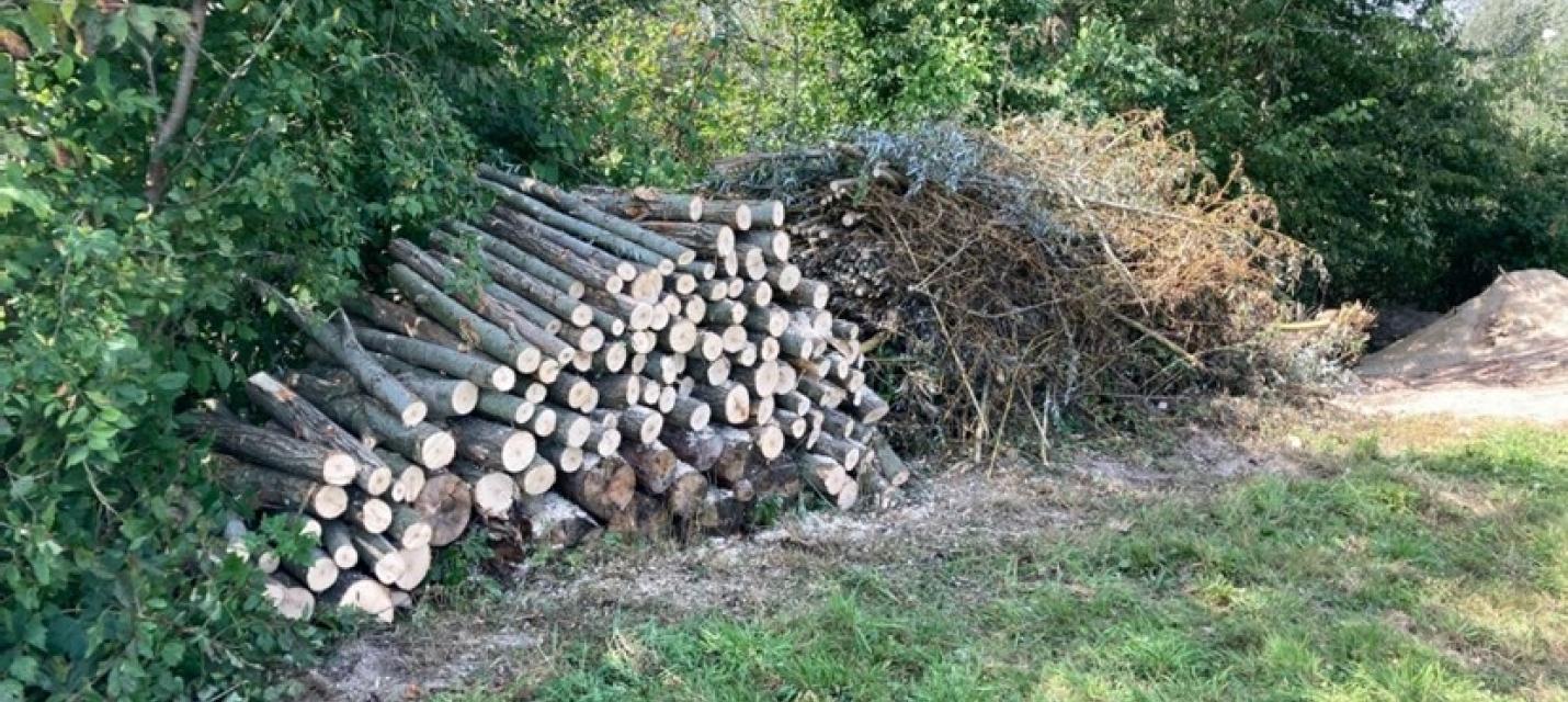 Waldrand mit Kleinstrukturen