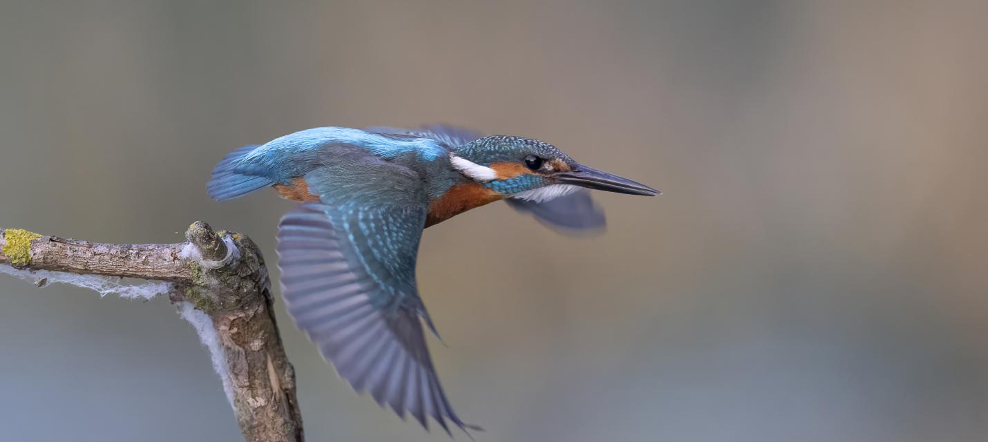 Ein Eisvogel beim Abflug