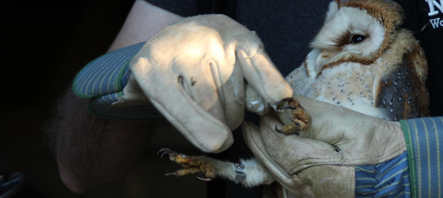 Altvogel mit nummerierten Ring