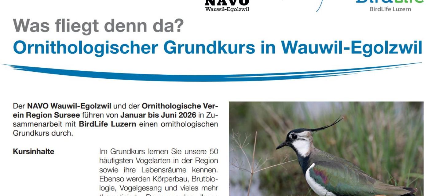 Bildausschnitt der Kursausschreibung mit Kiebitz.