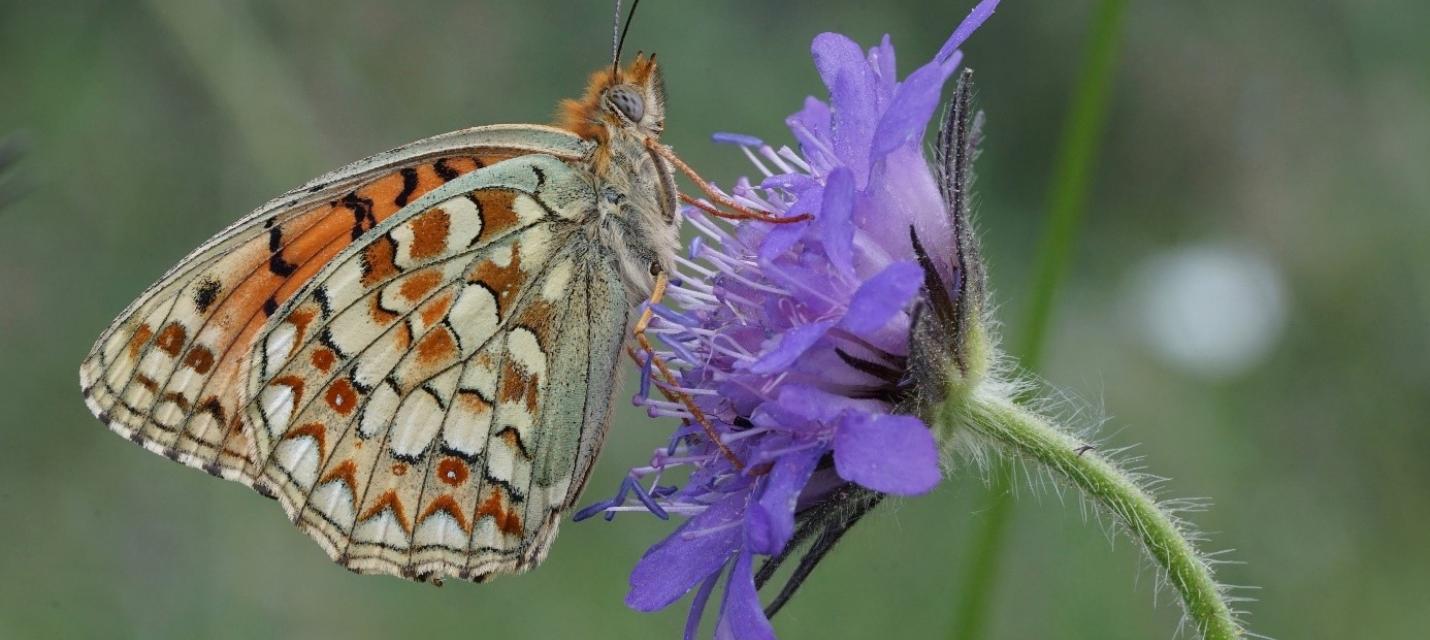 Perlmutterfalter auf Flockenblume