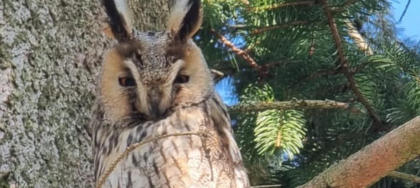 Eine Waldohreule guckt vom Baum in die Kamera.