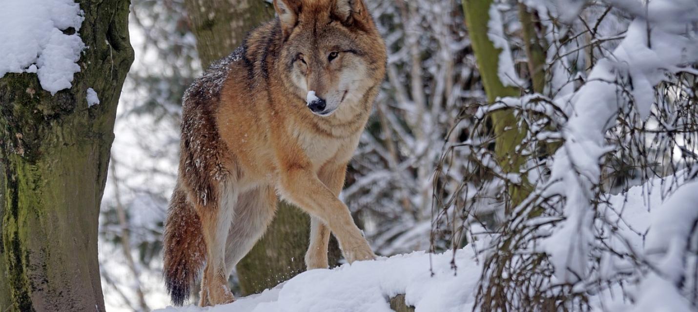 Wolf