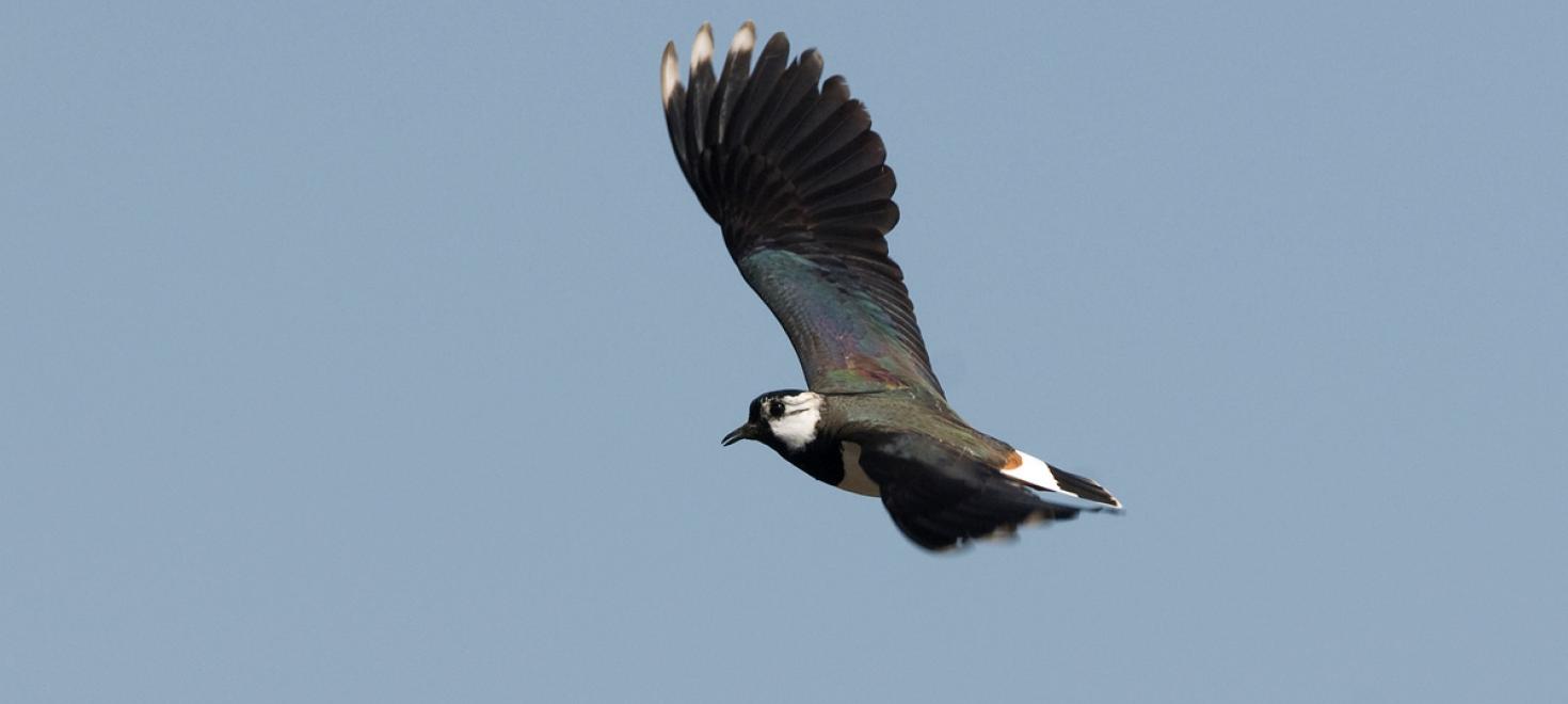 Kiebitz im Flug