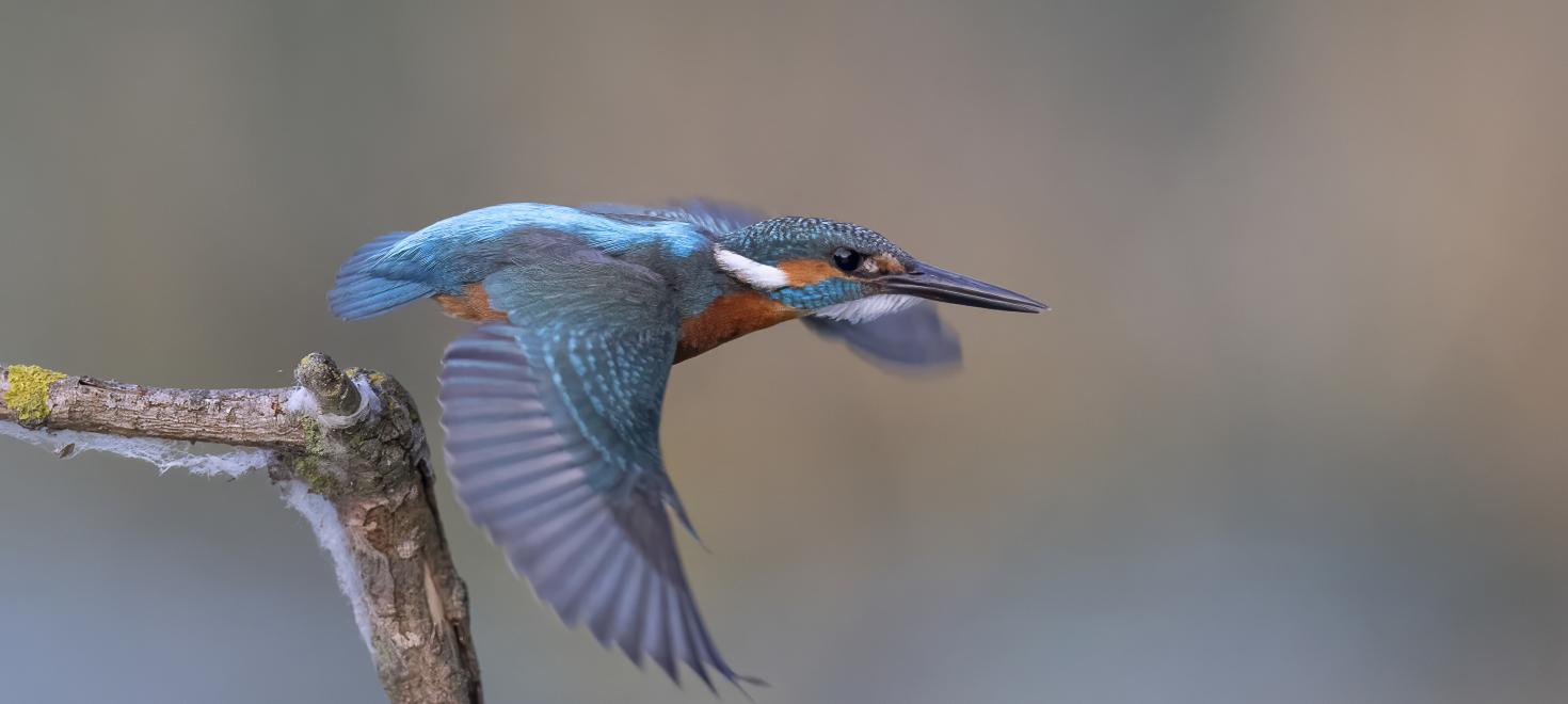 Ein Eisvogel fliegt ab.