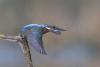 Ein Eisvogel beim Abflug